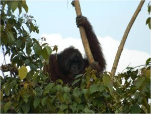 Paper Force welcomes the return of the rainforest